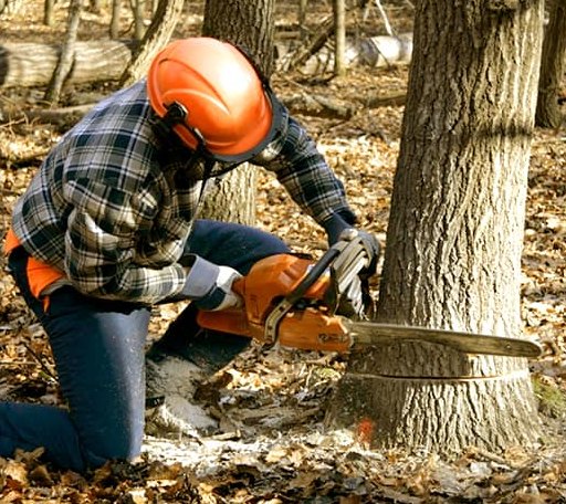 Tree Removal in Trimble, MO